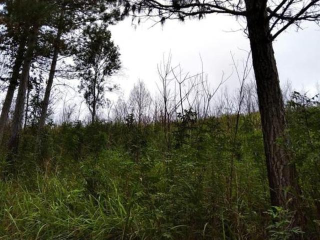 Sítio e chácara venda em Região Geográfica Imediata de Curitiba, Região Metropolitana de Curitiba