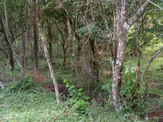 Sítio e chácara venda em Três Barras, Santa Maria