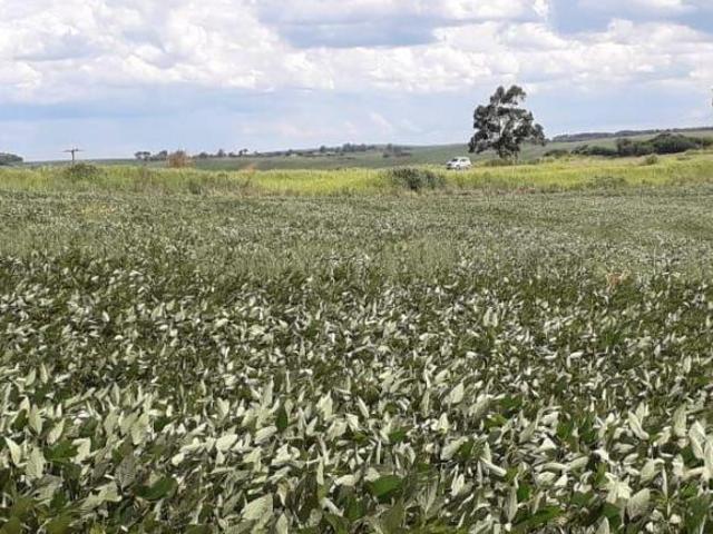 Sítio e chácara venda em Região Geográfica Imediata de Cornélio Procópio-Bandeirantes, Cornélio Procópio