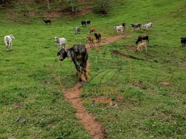 Sítio e chácara venda em Região Imediata de Guaratinguetá, Região Metropolitana do Vale do Paraíba e Litoral Norte