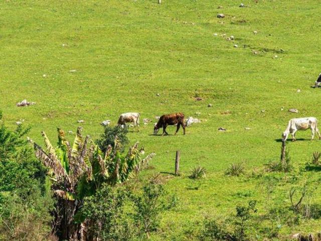 Sítio e chácara venda em Região Geográfica Imediata de Santa Maria, Faxinal do Soturno