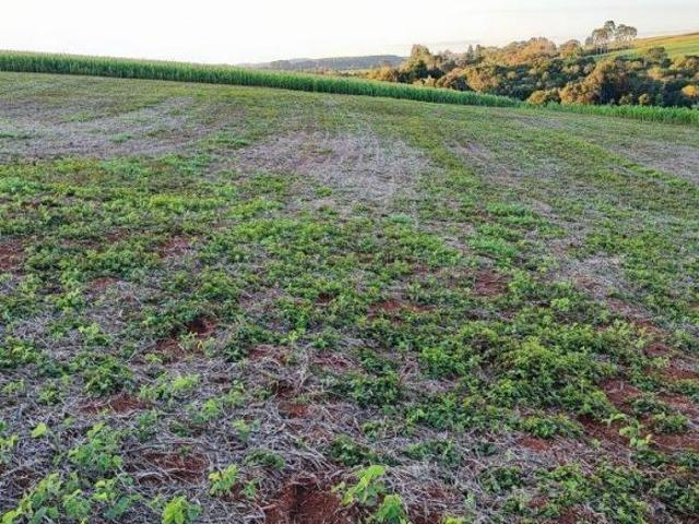 Sítio e chácara venda em Região Geográfica Imediata de Francisco Beltrão, Francisco Beltrão