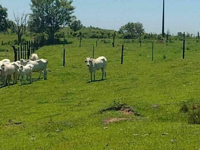 Sítio e chácara venda em Região Imediata de Itapetininga, Guareí