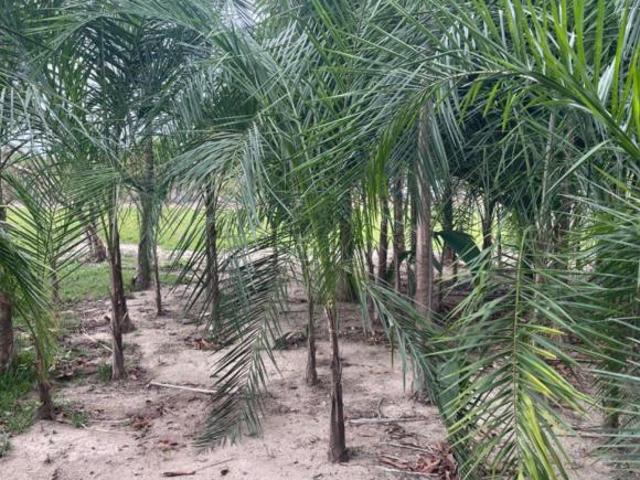 Sítio e chácara venda em Heitoraí, Região Geográfica Intermediária de Goiânia