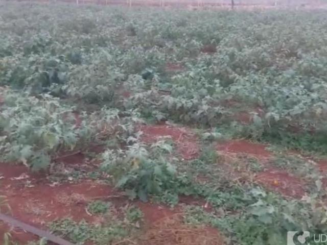 Sítio e chácara venda em Região Geográfica Imediata de Uberlândia, Indianópolis
