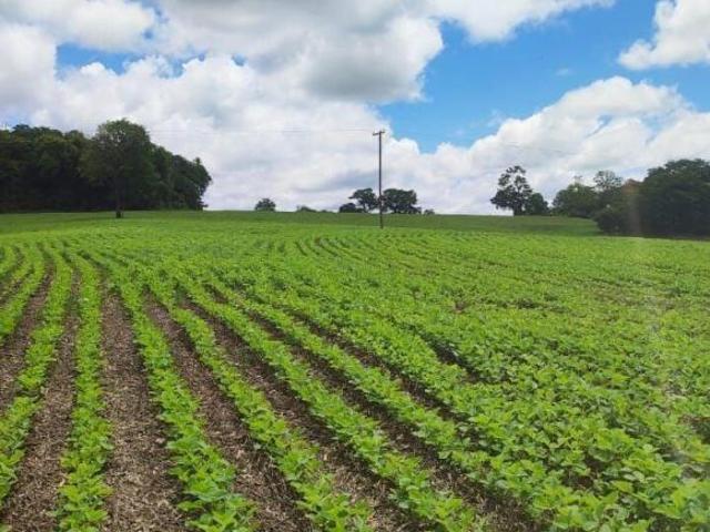 Sítio e chácara venda em Região Imediata de Itapeva, Itararé