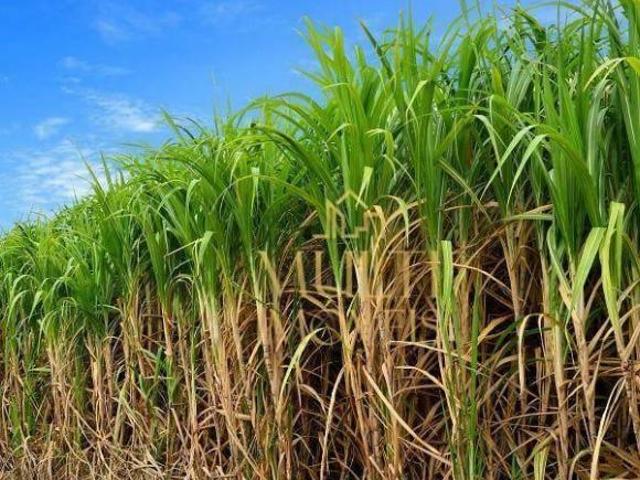 Sítio e chácara venda em Região Imediata de Ribeirão Preto, Região Metropolitana de Ribeirão Preto