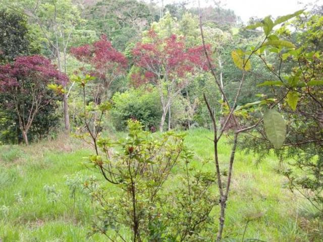 Sítio e chácara venda em Joanópolis