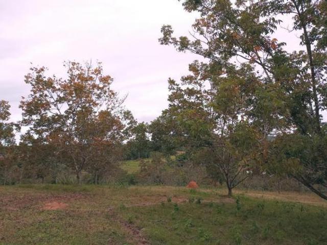 Sítio e chácara venda em Região Geográfica Imediata de Porto Alegre, Mariana Pimentel