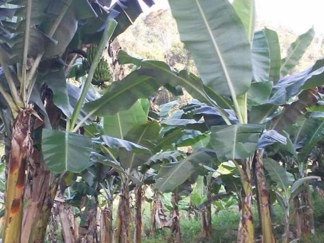Sítio e chácara venda em Santa Rita do Ribeira, Miracatu