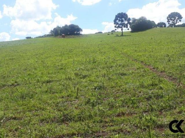 Sítio e chácara venda em Região Geográfica Imediata de Vacaria, Muitos Capões
