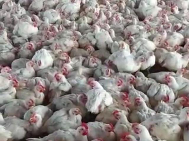 Sítio e chácara venda em Região Imediata de Sorocaba, Região Metropolitana de Sorocaba