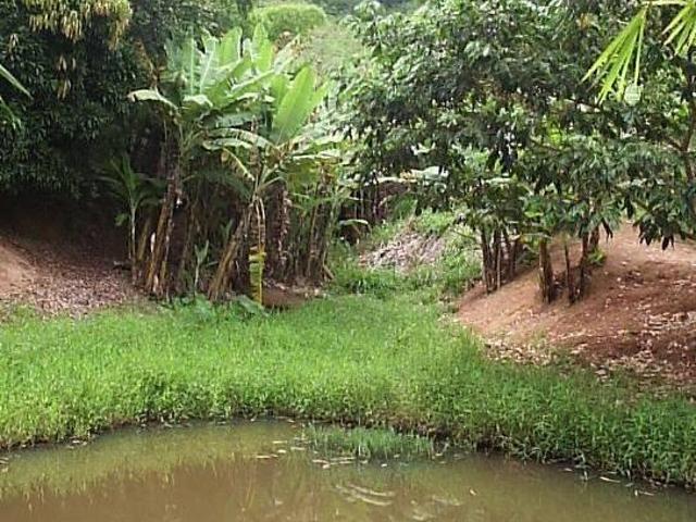 Sítio e chácara venda em Ponte Nova, Região Geográfica Intermediária de Juiz de Fora