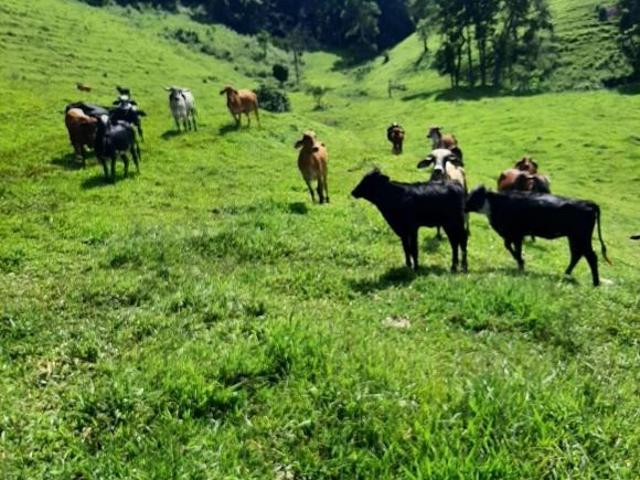 Sítio e chácara venda em Pouso Alto, Região Geográfica Intermediária de Pouso Alegre