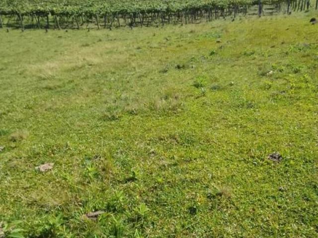 Sítio e chácara venda em Região Geográfica Imediata de Caxias do Sul, São Francisco de Paula