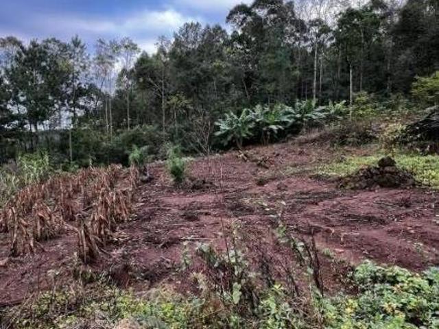 Sítio e chácara venda em Condomínio José Bonifácio, São Francisco de Paula