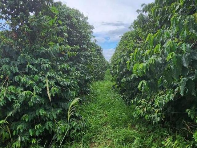 Sítio e chácara venda em Região Geográfica Imediata de Varginha, São Gonçalo do Sapucaí