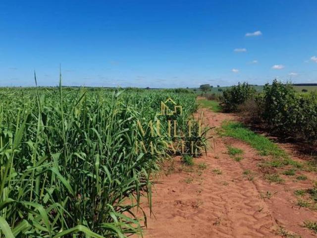 Sítio e chácara venda em Santa Clara, Santo Antônio do Aracanguá