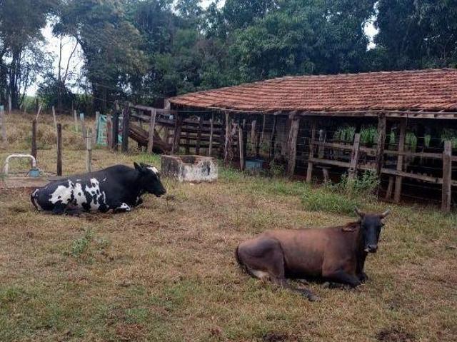 Sítio e chácara venda em Região Imediata de São José do Rio Preto, Região Metropolitana de São José do Rio Preto
