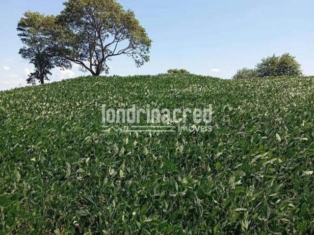 Sítio e chácara venda em Região Geográfica Imediata de Cornélio Procópio-Bandeirantes, Uraí
