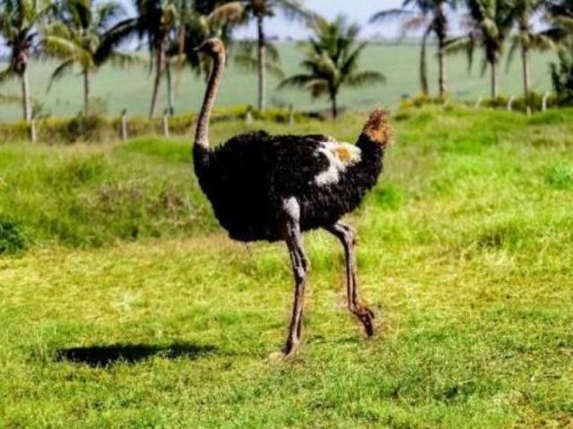 Sítio e chácara venda em Região Imediata de Tatuí, Região Metropolitana de Sorocaba