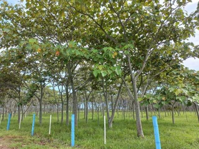 Sítio e chácara venda em Chácaras Califórnia, Araçatuba