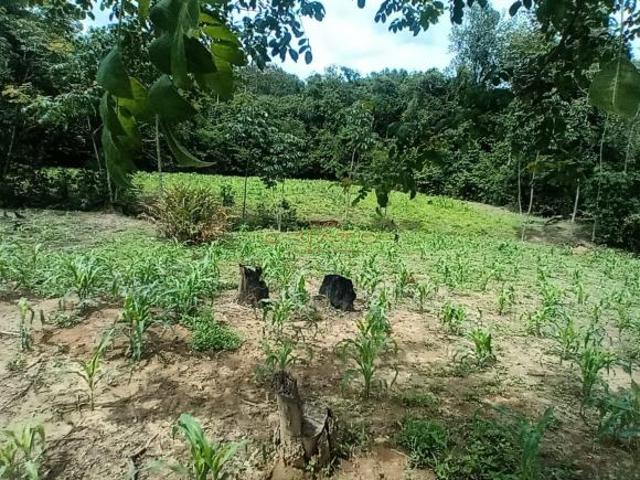 Sítio e chácara venda em Região Geográfica Imediata de Uruaçu - Niquelândia, Niquelândia