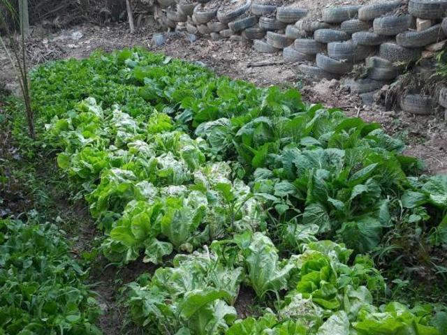 Sítio e chácara venda em Alvorada, Divinópolis