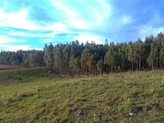 Sítio e chácara venda em Eletra, São Francisco de Paula