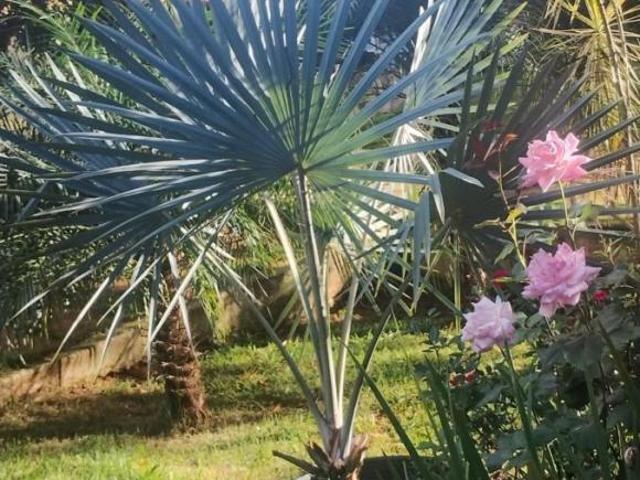 Sítio e chácara venda em Paraguai, Esmeraldas