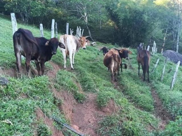 Sítio e chácara venda em Extrema, Minas Gerais
