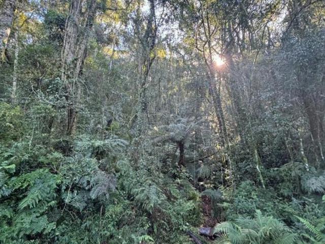 Sítio e chácara venda em Região Geográfica Imediata de Caxias do Sul, Caxias do Sul