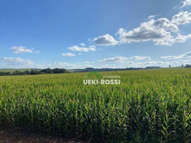 Sítio e chácara venda em Irerê, Londrina
