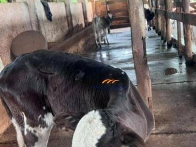 Sítio e chácara venda em Vila Garbi, Itirapina