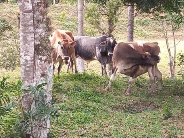 Sítio e chácara venda em Região Imediata de Registro, Jacupiranga