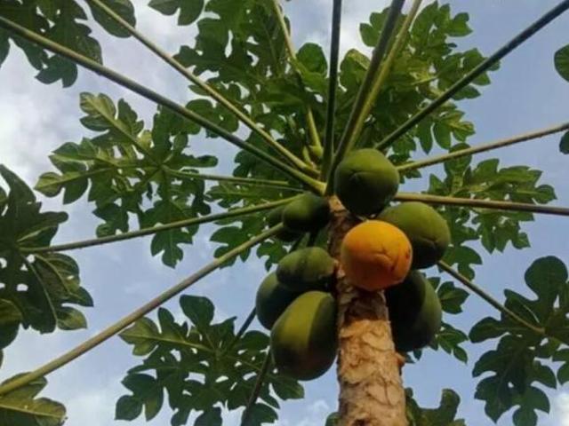 Sítio e chácara venda em Região Imediata de Jundiaí, Jundiaí
