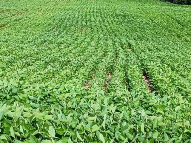 Sítio e chácara venda em Maravilha, Londrina