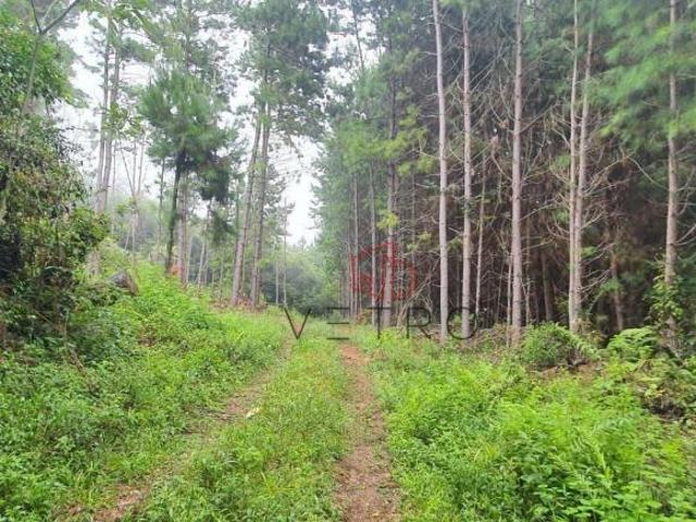 Sítio e chácara venda em Gramado
