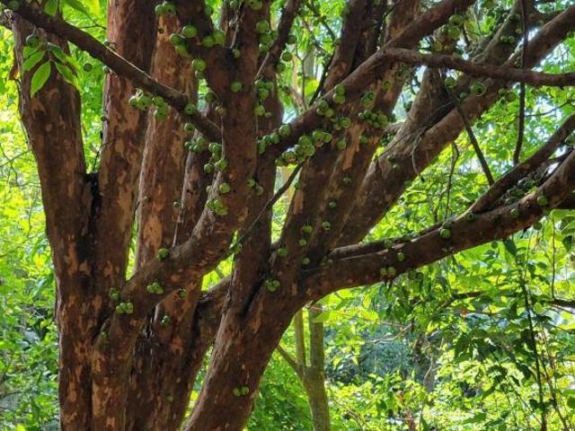 Sítio e chácara venda em Região Imediata de Bragança Paulista, Pedra Bela
