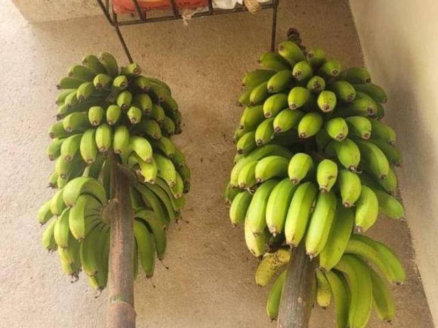 Sítio e chácara venda em Região Imediata de São Paulo, Região Metropolitana de São Paulo