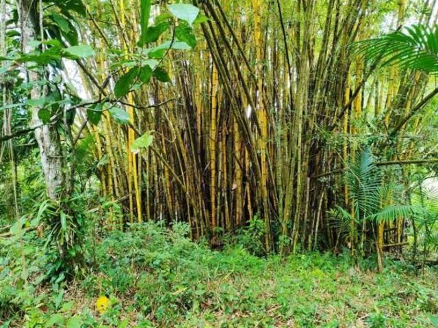 Sítio e chácara venda em Região Imediata de Santos, Região Metropolitana da Baixada Santista