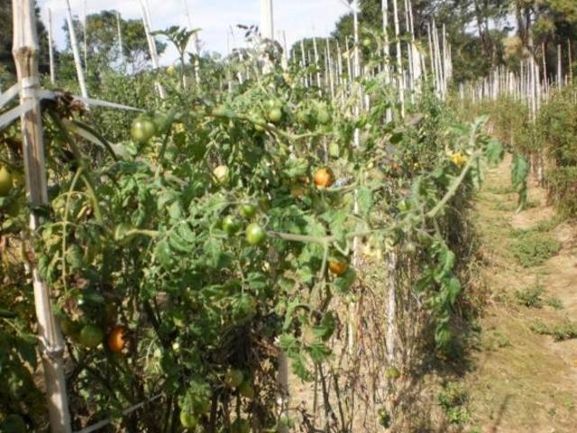Sítio e chácara venda em Região Imediata de Sorocaba, Região Metropolitana de Sorocaba