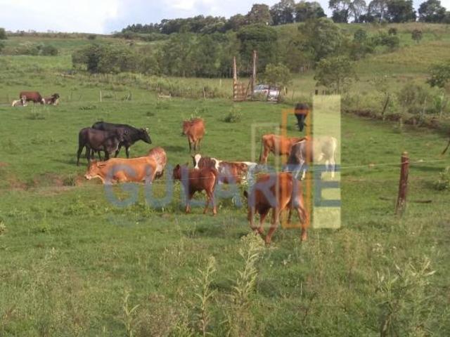 Sítio e chácara venda em Redentora, Região Sul