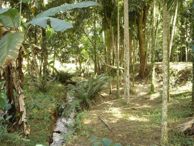 Sítio e chácara venda em Ribeirão Grande