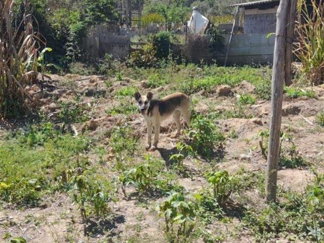 Sítio e chácara venda em Região Imediata de Guaratinguetá, Região Metropolitana do Vale do Paraíba e Litoral Norte