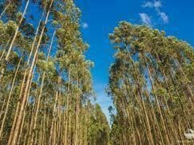 Sítio e chácara venda em Região Imediata de São José dos Campos, Região Metropolitana do Vale do Paraíba e Litoral Norte