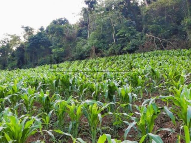 Sítio e chácara venda em Região Geográfica Imediata de Santa Cruz do Sul, Santa Cruz do Sul