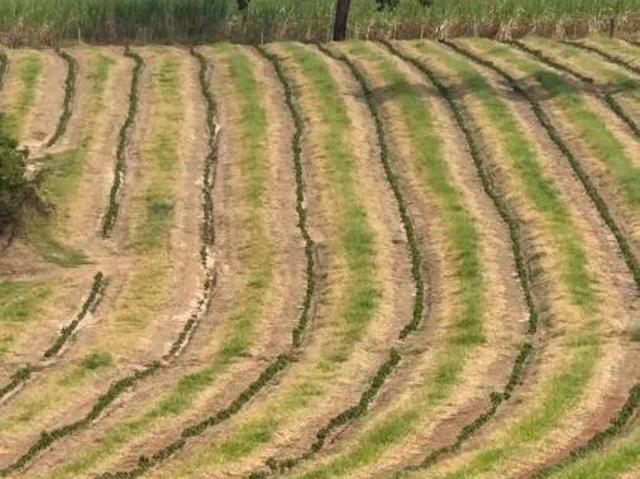 Sítio e chácara venda em Santo Antônio da Alegria, Região Geográfica Intermediária de Ribeirão Preto