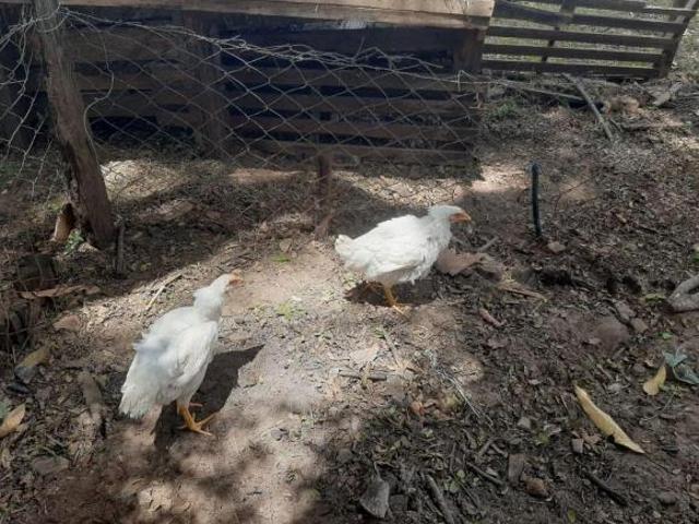 Sítio e chácara venda em Região Imediata de São José do Rio Preto, Região Metropolitana de São José do Rio Preto