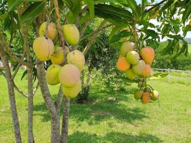 Sítio e chácara venda em Região Imediata de Sorocaba, Região Metropolitana de Sorocaba